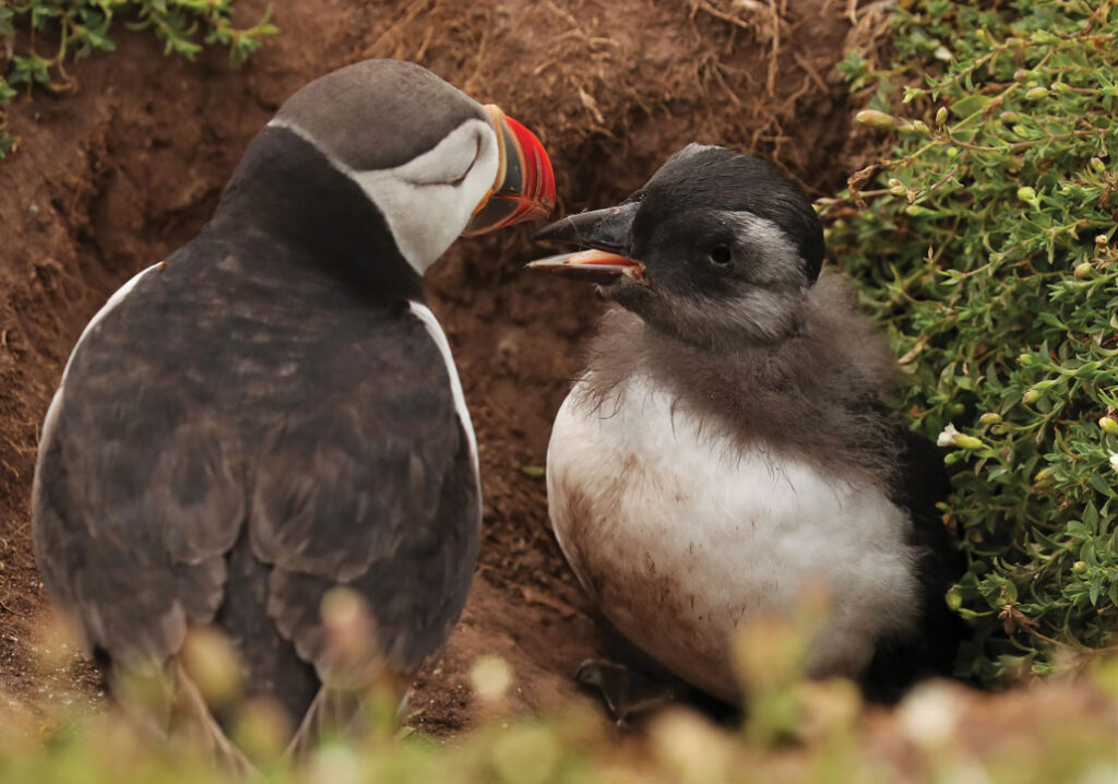 A photo of a puffin taking flight while five other puffins sit on a rock ledge and look